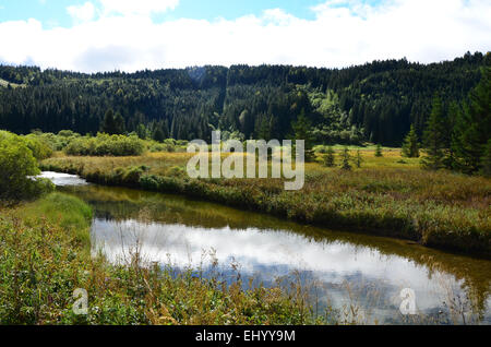 France, Europe, Jura, spring, source, source, Doubs, mouthe, river, flow, moor, fen, wood, forest, Stock Photo