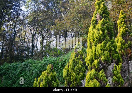 England, Devon, salcombe, garden, garden, castle garden, overbecks, national trust, Great Britain, Europe, Stock Photo