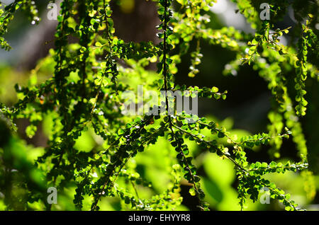 England, Devon, salcombe, garden, garden, castle garden, overbecks, national trust, Great Britain, Europe, Stock Photo