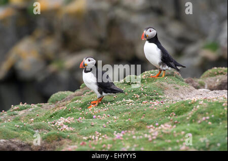 A pair of Atlantic Puffins (Fratercula arctica) survey the area around their burrows on Fair Isle in the Shetland Islands Stock Photo
