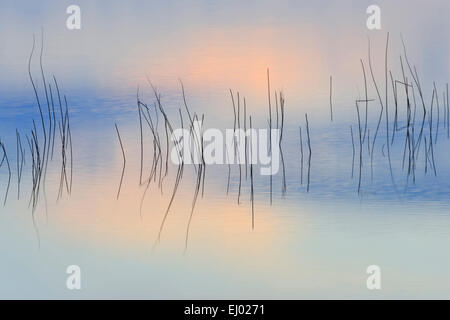 Detail, grass, Humid, Moist, flora, background, high-level moor, pattern, concepts, reflection, rest, Scotland, reflection, silen Stock Photo