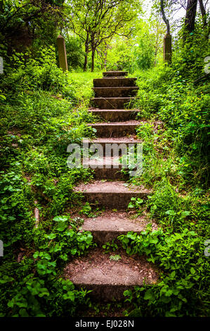 Old stairs and surrounding vegetation at Codorus State Park, Pennsylvania. Stock Photo