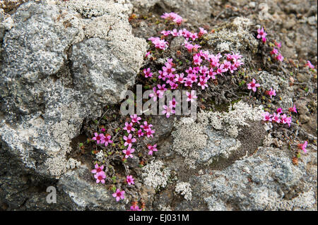 Purple Saxifrage (Saxifraga oppositifolia) clinging to the volcanic rocks of Jan Mayen Stock Photo