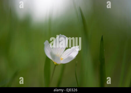 Wood Sorrel flower in close up with a soft green grassy background. Taken in an English woodland in spring. Stock Photo