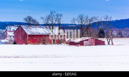 Red barns in a snow-covered field in rural York County, Pennsylvania. Stock Photo