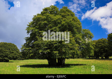 Tree, group of trees, beech, beeches, trees, sky, Jura, nature, canton Neuenburg, Neuenburg Jura, plant, Switzerland, Europe, sum Stock Photo