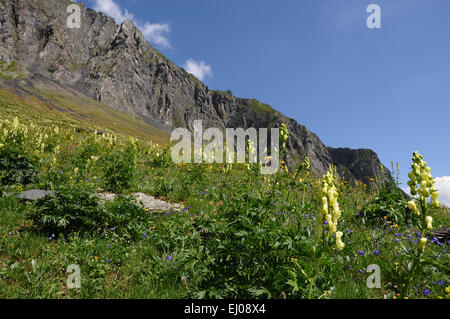 Switzerland, Europe, Ticino, Blenio, alpe di Camadra, meadow, mountain pasture, northern wolfsbane, aconitum, Aconitum vulparia Stock Photo