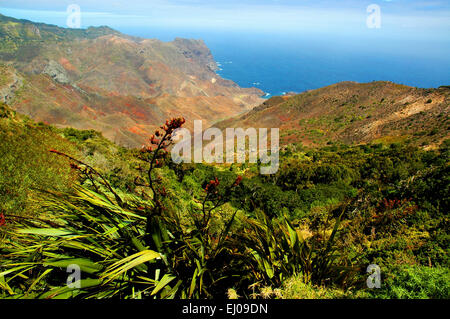 St. Helena, United Kingdom, UK, south Atlantic, island, isle, cliff, sea, volcano, lava, New Zealand flax, Phormium tenax, bay, P Stock Photo