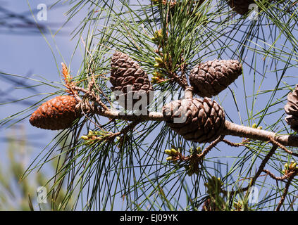 Brutia pine, pine, Calabrian pine, pine, conifer, needles, brooches, Pinus, Pinus brutia, seminal spreading, scales, cones, branc Stock Photo