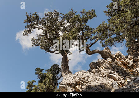 Tree, Brutia pine, rock, cliff, pine, grove, Gymnospermae, Calabrian pine, pine, conifer, gymnosperm, conifer, Pinus brutia, wood Stock Photo