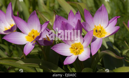 Baker's tulip, flower, blossom, flourish, petal, petals, flora, spring flora, Yellow, petals, Liliaceae, lilies, Perigon, Rose, s Stock Photo