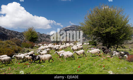 mountain, landscape, mountains, Greece, Europe, herd, plateau, Crete, scenery, landscape, agriculture, Lefka Ori, benefit animal, Stock Photo