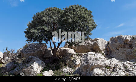 Tree, Ceratonia siliqua, Greece, Europe, sky, carob tree, Crete, coast ...