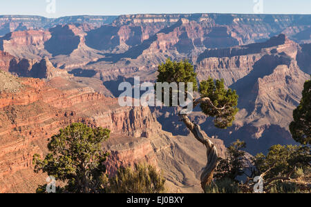 View of the Grand Canyon with a tree in the foreground. Grand Canyon National Park, Arizona, United States of America. Stock Photo