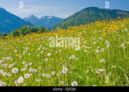 Europe, Germany, Bavaria, Upper Bavaria, Bavaria, Ruhpolding, Chiemgau, panorama, mountain, Alps, mountains, flower meadow, Stock Photo