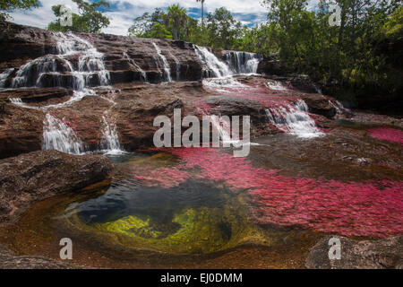 River, Flow, brook, body of water, nature, water, South America, Latin America, Colombia, red, colorful, canyon, Cano Cristales, Stock Photo