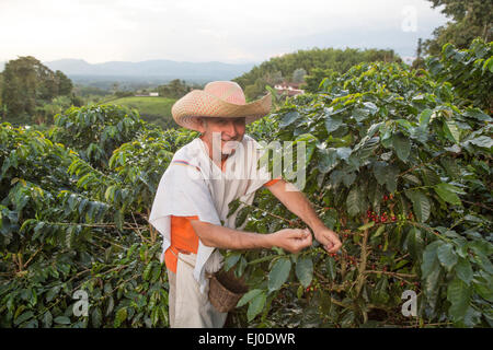 South America, Latin America, Colombia, coffee production, coffee, agriculture, Colombia, work, job, Pereira, picker, Stock Photo