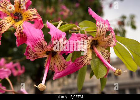 Argentina, Buenos Aires, Retiro, Plaza Fuerza Aérea Argentina, variegated pink and yellow Silk Floss flowering Tree in flower Stock Photo