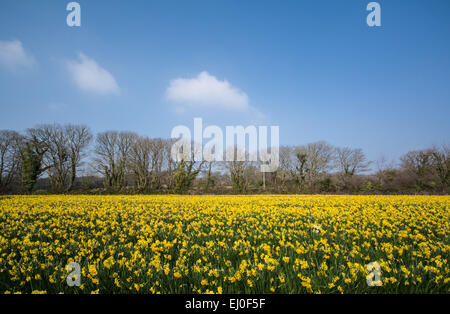 Penzance, Cornwall, UK. 19th March 2015. Fine weather continues in Cornwall with a fragrant field of daffodils in full bloom.  Locals are hoping for the fine weather to continue into Friday to give good viewing conditions for the partial eclipse. Credit:  Simon Yates/Alamy Live News Stock Photo