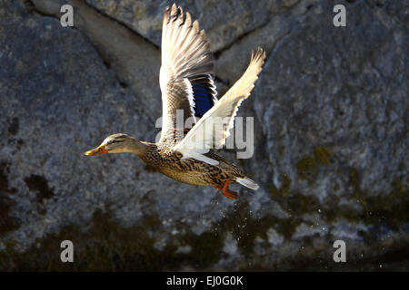 Duck, mallard, wild duck, diving duck, ducks, water birds, water bird, Anas platyrhynchos, bird, birds, wild ducks, mallards, duc Stock Photo