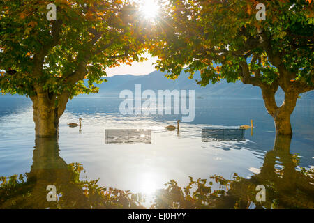 Three swans swimming on flooding, Maggiore between trees and benches in Ascona, Switzerland. Stock Photo