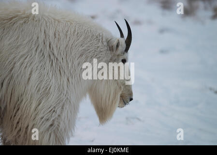 mountain goat, white, snow, winter, oreamnos americanus, animal, Yukon, Canada Stock Photo