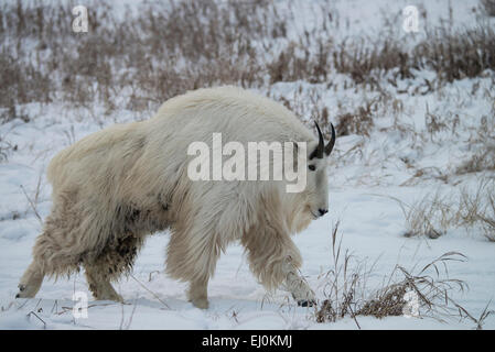 mountain goat, white, snow, winter, oreamnos americanus, animal, Yukon, Canada Stock Photo