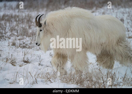 mountain goat, white, snow, winter, oreamnos americanus, animal, Yukon, Canada Stock Photo