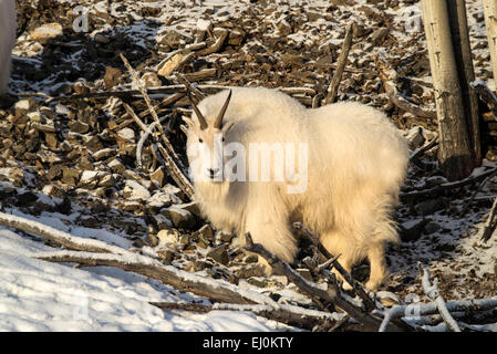 mountain goat, white, snow, winter, oreamnos americanus, animal, Yukon, Canada Stock Photo