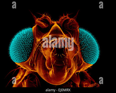Portrait of a fruit fly, Drosophila melanogaster, scanning electron microscopy Stock Photo