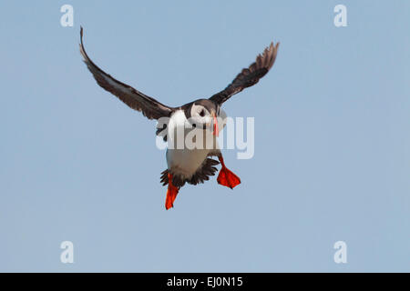 1, puffin, flight, Fratercula arctica, Great Britain, sky, coast, sea, parrot diver, Scotland, animal, UK, bird, one, fly, flight Stock Photo