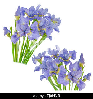 Set blueflag or iris flower Isolated on white background. Overhead view Stock Photo