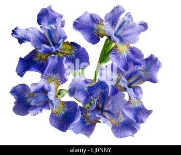 Bouquet iris flower Isolated on white background. Overhead view Stock Photo
