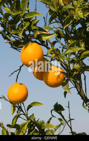 Orange Tree San Fulgencio Spain Stock Photo