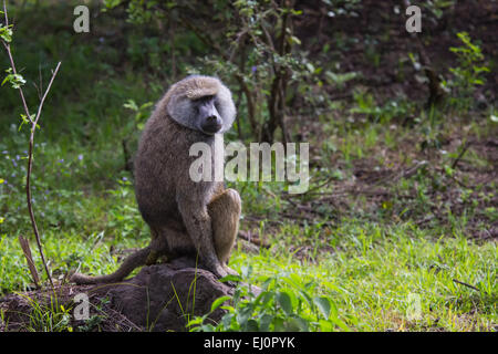 Monkeys, Africa, Arusha, national park, baboons, monkeys, primates, travel, savanna, mammals, Tanzania, East Africa, animals, wil Stock Photo