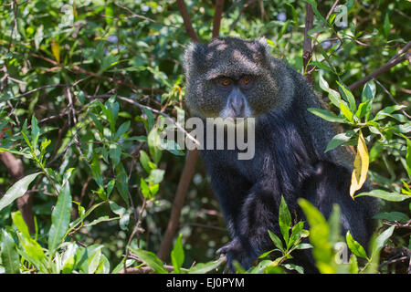 Monkeys, Africa, Arusha, national park, guenon, monkey, primates, travel, savanna, mammals, Tanzania, East Africa, animals, wilde Stock Photo