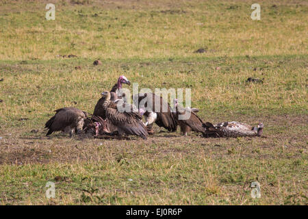Africa, vulture, grab birds, nubian vulture, torgos tracheliotus, vultures, travel, savanna, Serengeti, Rueppell's griffon, Gyps Stock Photo