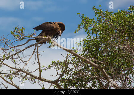 Africa, grab birds, nubian vulture, torgos tracheliotus, vultures, travel, savanna, dirty vulture, Serengeti, Tanzania, East Afri Stock Photo