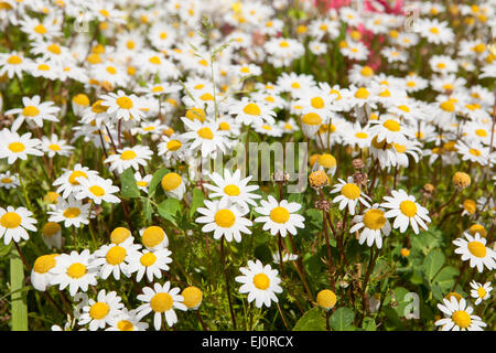 Early flowers of spring. Daisy field Stock Photo