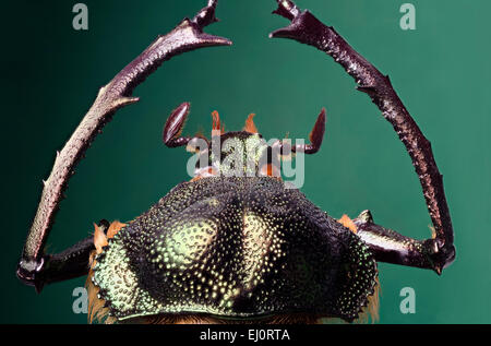 Cheirotonus hi-res stock photography and images - Alamy