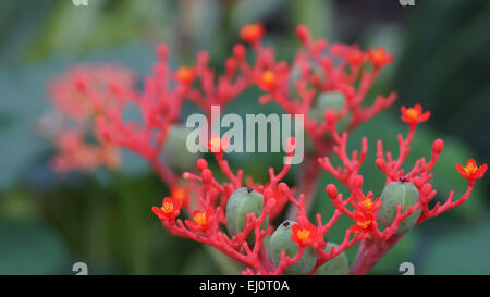 Buddha belly plant(Jatropha podragrica) background. Stock Photo