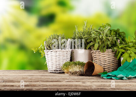 Various kinds of fresh herbs in flowerpots, placed on wooden table Stock Photo
