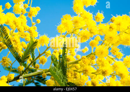 Acacia dealbata flowers against a blue sky, UK. Stock Photo