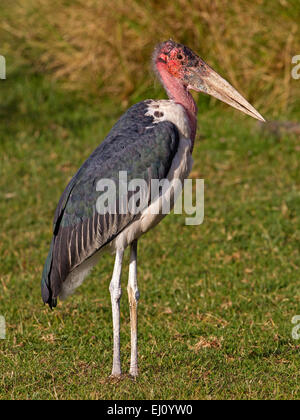 Marabou stork standing Stock Photo