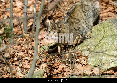 Wildcat, predator, small cats, cats, cat, wild cats, Felis silvestris, wildcats, predators, Germany,