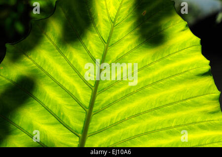 Elephant ear taro, Giant elephant ear, Giant taro, Thailand, Alocasie, alocasia macrorrhizos, plant, green leaf, close, up Stock Photo