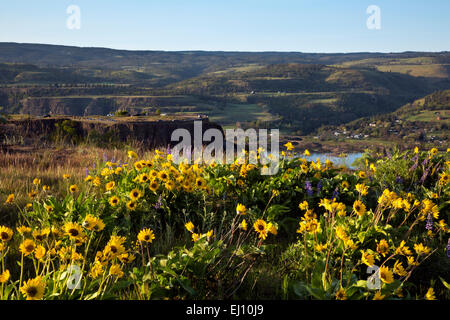 OREGON - Balsamroot and lupine blooming at the edge of a cliff above Rowena Point overlooking the Columbia River and the town of Lyle. Stock Photo