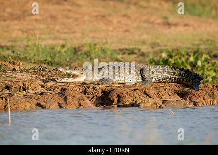Siamese crocodile, Thailand, Crocodile, reptile, crocodylus siamensis Stock Photo