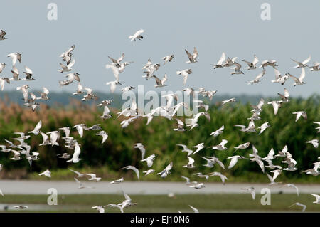 Whiskered Tern, Group, bird, flight, chlidonias hybrida Stock Photo
