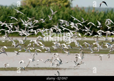 Whiskered Tern, Group, bird, flight, chlidonias hybrida Stock Photo